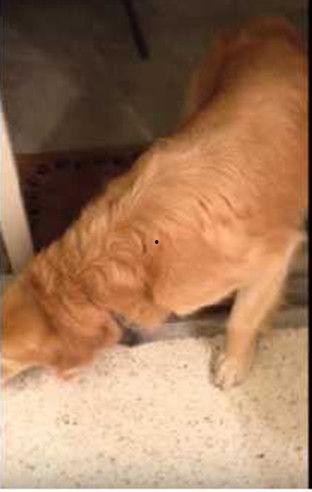 喂狗吃瓜群众视频真实事件,喂狗吃瓜群众视频引发的网络热议