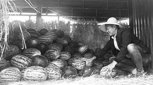 沁阳吃瓜群众事件视频最新,网络热议背后的真相揭晓