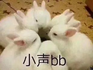 兔子吃瓜群众,揭秘动物界的“吃瓜”现象