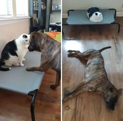 女主人猫吃瓜群众,揭秘吃瓜群众的趣味生活