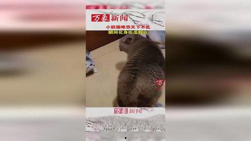 猫咪届的吃瓜群众