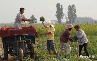 内黄县吃瓜群众是谁啊,揭秘内黄县“吃瓜群众”背后的故事