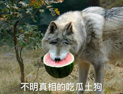 吃瓜群众官狼称号