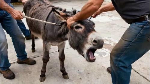 驴哥参演吃瓜群众,吃瓜群众热议