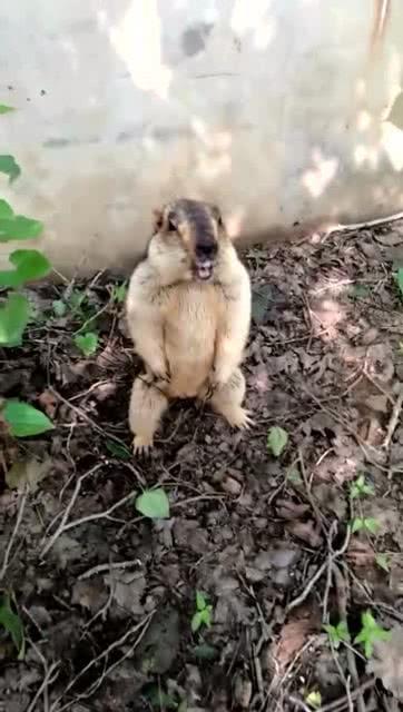 一群吃瓜群众小动物图片,动物界的欢乐时光