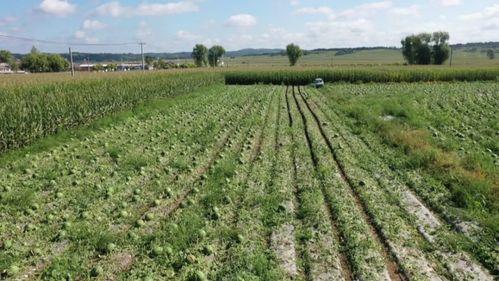 助农群众吃瓜视频,瓜田里的欢乐时光，共赏丰收喜悦