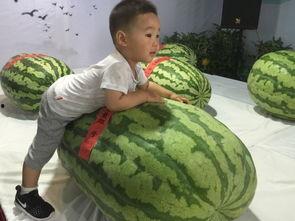 石家庄的吃瓜群众事件,网络舆论的风暴与反思